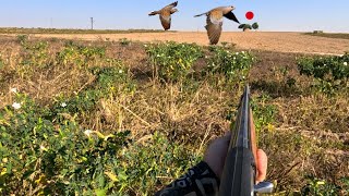 2023 - 2024 hunting season opened in Turkey, turtledove and quail hunts