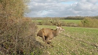 Chasse Cerfs, Sangliers, Chevreuils et Renards / Best Of Saison 20182019