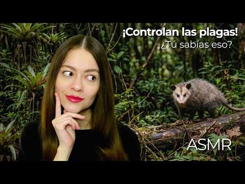ASMR 50 Facts About Opossums 🐀❤️ | Soft Spoken