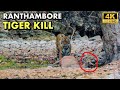 Tiger hunt  ranthambore tiger reserve safari  4k u.