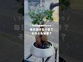 5月の観葉植物の水やりー #観葉植物 #観葉植物インテリア