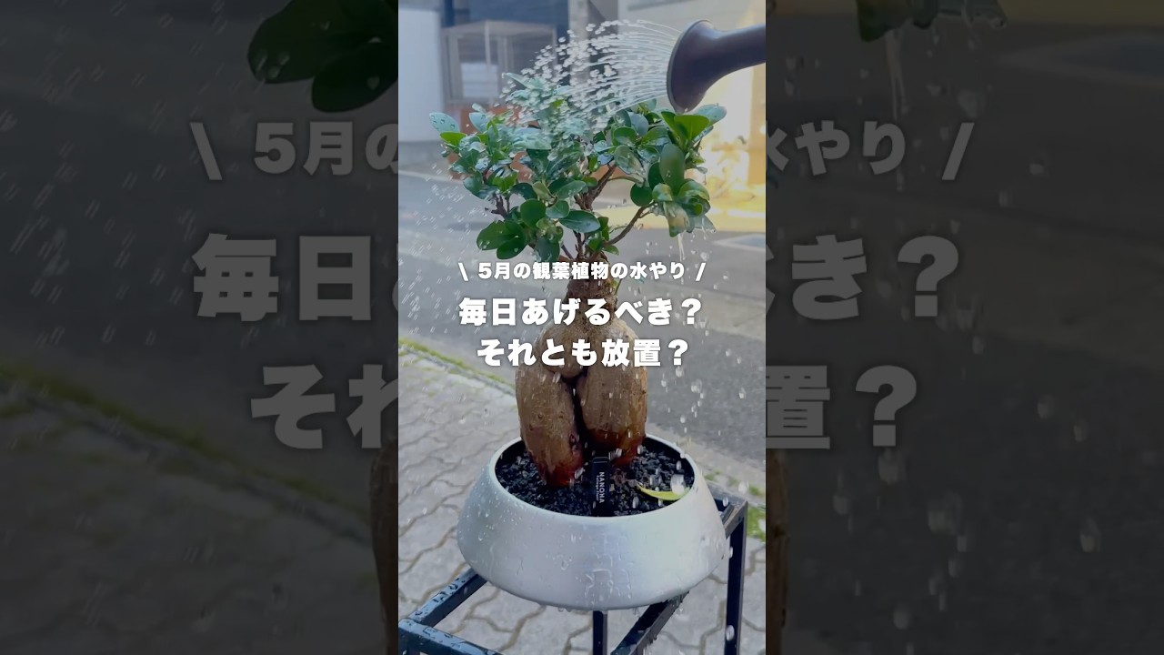 5月の観葉植物の水やりー #観葉植物 #観葉植物インテリア