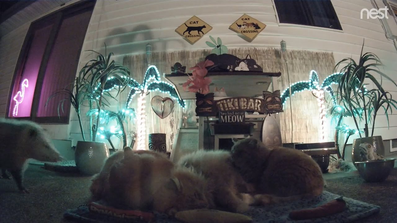 cat condo 2 mod apk M3FC 0084 Theo the attack possum!