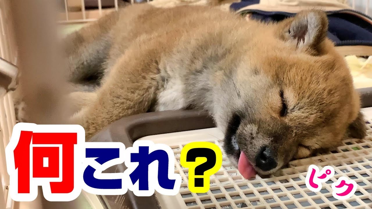 寝不足気味な生後2か月の子犬が圧倒的な舌だし爆睡をしました YouTube