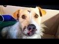 AMAZING TRANSFORMATION OF DOG WITH PLEADING EYES...  SHARE!