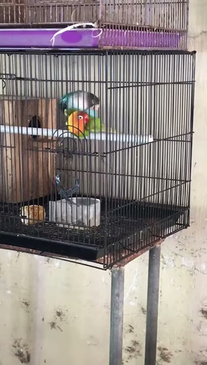 Burung lovebird kawin
