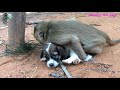Small monkey play with cute baby dog | Monkey Sambo part 13