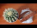 Как пересадить кактус за 5 минут безопасно и быстро с помощью ремня #эхинокактус #echinocactus