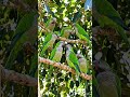 #parrot#nature#baby