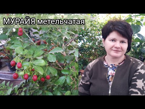 Как вырастить МУРАЙЮ. Опыт пяти лет.