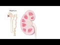 Renal Hemodynamics Animation