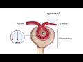 Renal Hemodynamics Animation