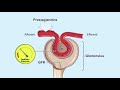 Renal Hemodynamics Animation