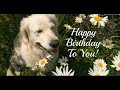 Adorable Dogs Birthday wishes...