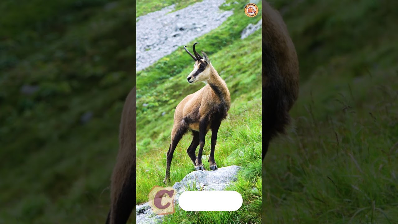 ABC New Zealand Animals Song - Part 1: A to E - 