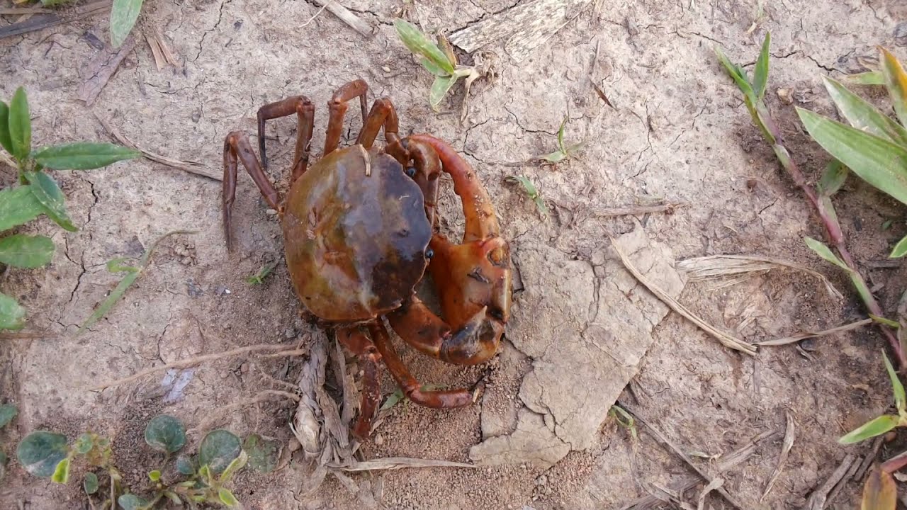 Caranguejo-de-água-doce (Caranguejo de Rio) - YouTube