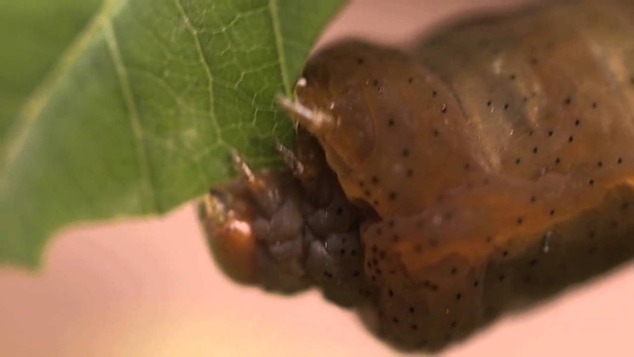 Pandora sphinx moth (Eumorpha pandorus) caterpillar feeding on Virginia Creeper