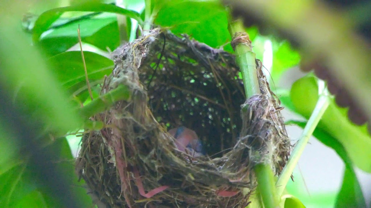 Japanese White-eye 綠繡眼 - DAY_3 