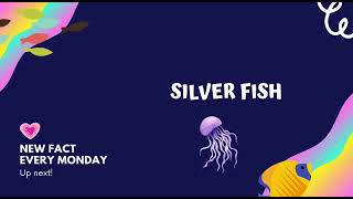 Interesting facts about silver fish