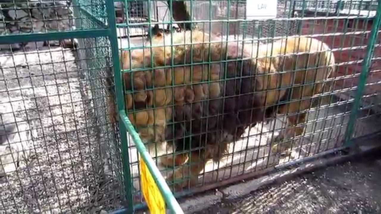 Zoološki vrt Bizik (Našice)