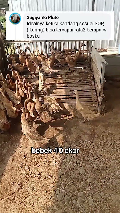 Ukuran kandang bebek petelur #motivasi #peternakbebekpetelur