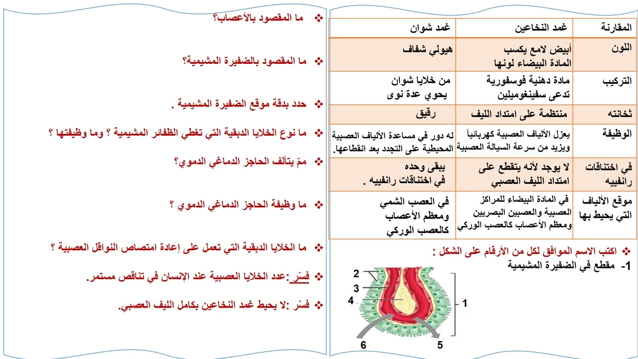 مراجعة ما قبل الامتحان للقسم الثاني من دروس التنسيق العصبي للبكالورياsouadtahan@