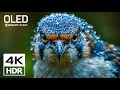 Beautiful 4K HDR Video ULTRA HD 120 FPS - Dolby Vision (4K Video)