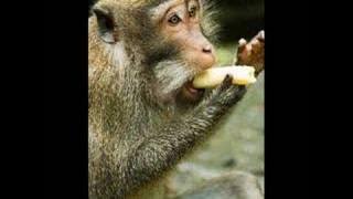 band indonesia the fuck