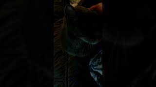 Video #227 of Ty: I bop him on the head!!!!!! CUTE!!!!! #shorts #viral #cute #cat