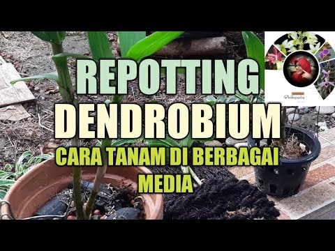 CARA MENANAM ANGGREK DI BERBAGAI MEDIA || REPOTTING DENDROBIUM