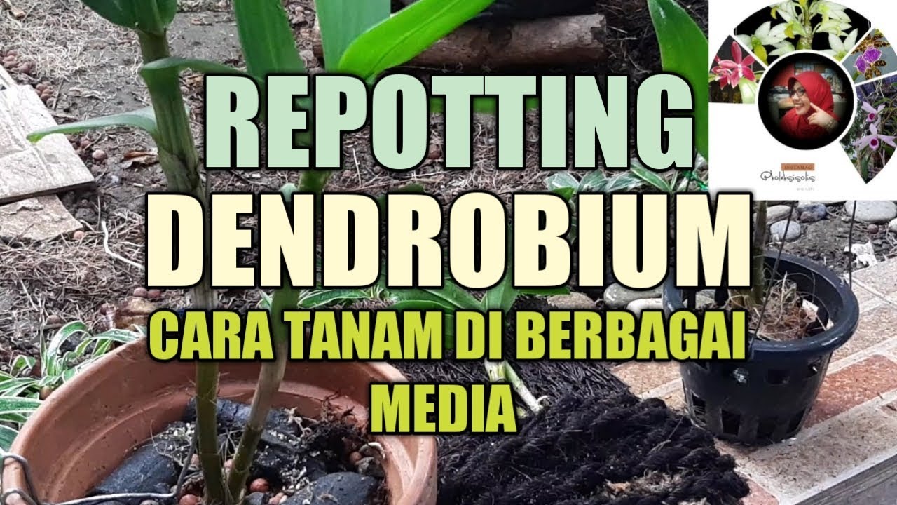 CARA MENANAM ANGGREK DI BERBAGAI MEDIA || REPOTTING DENDROBIUM 