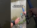 Mancing ikan patin pakai Roti