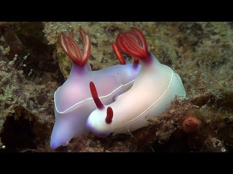 Mucky Secrets - Part 19 - Sea Slugs Feeding & Mating - Lembeh Strait