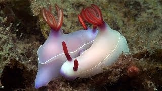 Mucky Secrets - Part 19 - Sea Slugs Feeding & Mating - Lembeh Strait Mucky Secrets - Part 19 - Sea Slugs Feeding & Mating - Lembeh Strait