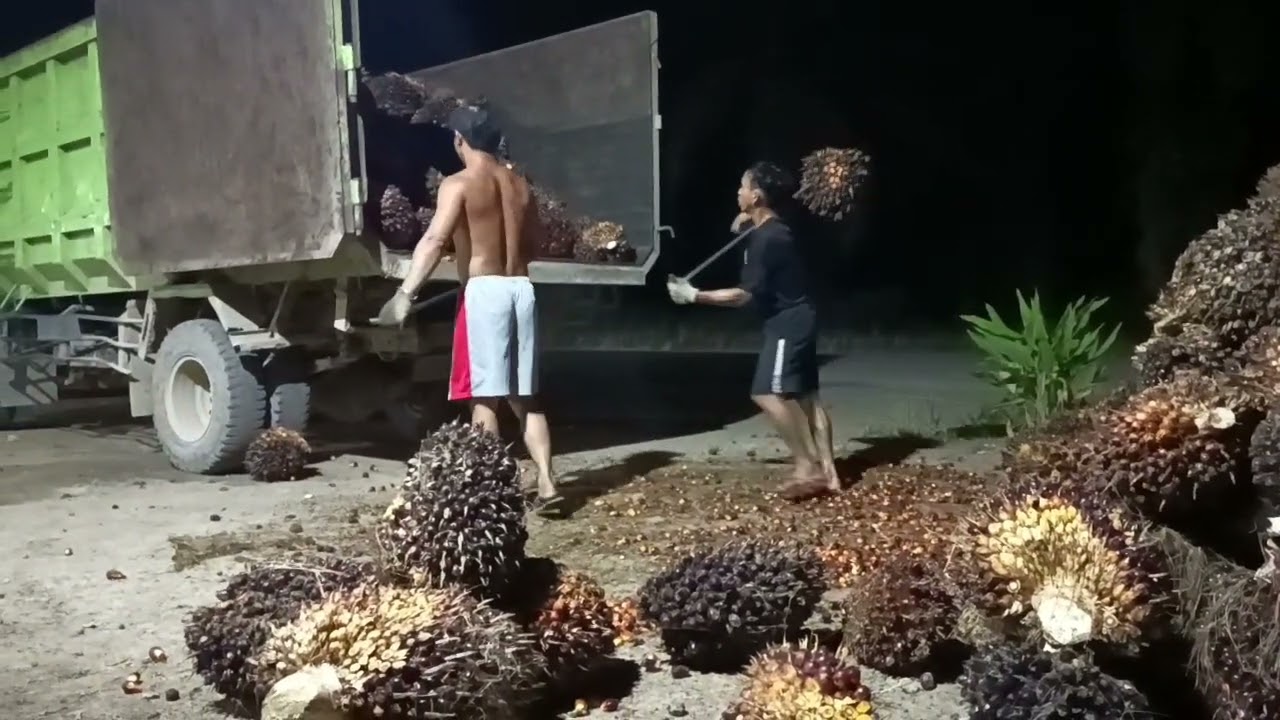 Muat sawit @LukiusYason-f4f @sawit @fyp