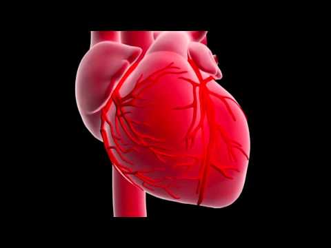 Video: Funzione E Destino Dei Miofibroblasti Dopo Infarto Del Miocardio