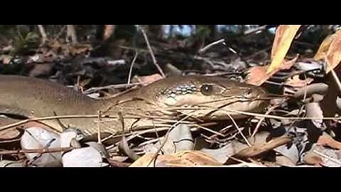 Kakadu Olive Python (Liasis olivaceus)