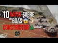 10 datos sobre las Boas Constrictor - El terrario de Hache