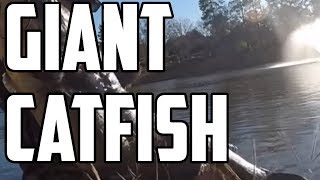 Giant Huge Monster Catfish Caught on YouTube