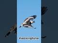 Pied Kingfisher Catching Fish #shotsvideo #birds #birdwatching #wildlife #amazingbirds