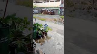 Kode Alam