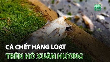 Lâm Đồng: Cá chết hàng loạt trên hồ Xuân Hương | VTC14