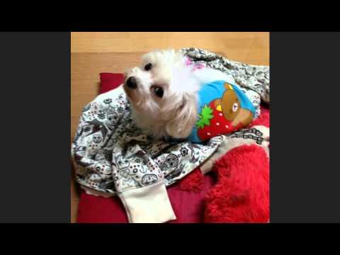 まりゅくんだよ！思い出ぽん！！