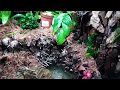 Como montar un paludario / terrario para dendrobates