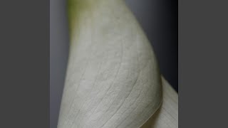 Famous Gasar Downhearted Skies Profile