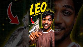 Aaj Mujhe mila cocktail parrot ka bachha Free??? #covkteil #birdfood  #birds