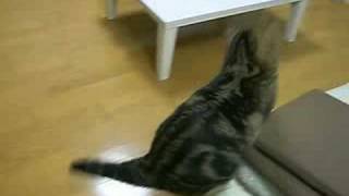 風船とねこ。  