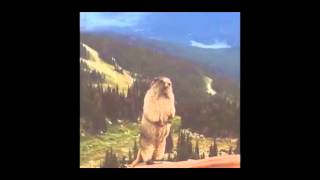 extreme noise groundhog