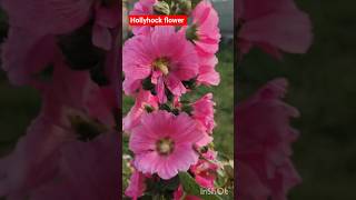 Identification of Hollyhock plant #reels #plants #garden #gardening #flowers #shortvideo #shorts