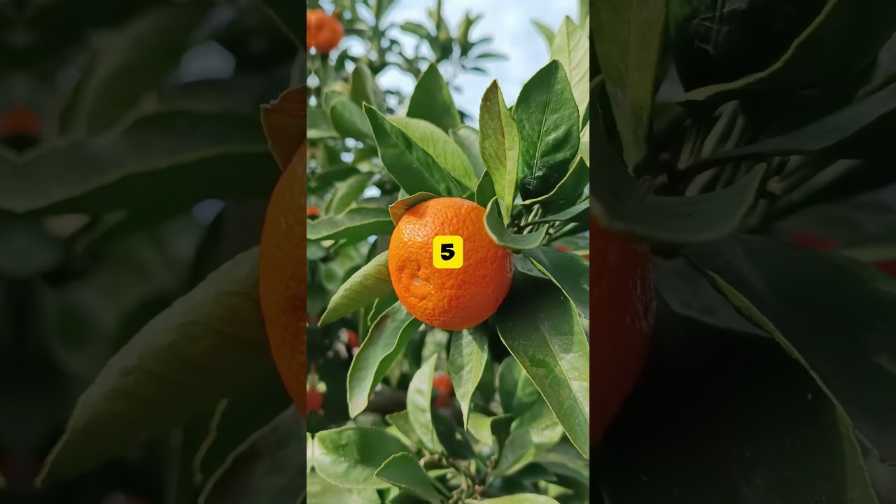 Top 10 Rarest Fruit in the world 
